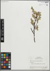 Foto von Salix pseudolapponum Seemen